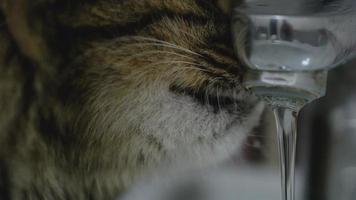 mignonne chat en buvant l'eau de le robinet video
