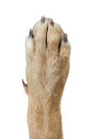 brown dog paw isolated on white background photo