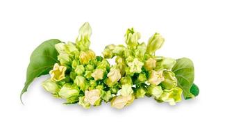 Cowslip creeper isolated on white background. green cowslip creeper isolated on white background. Cowslip Creeper Flower isolated on white background with clipping path photo