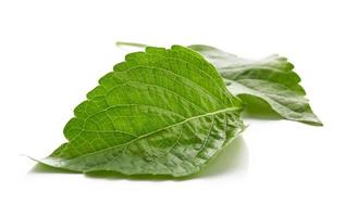 fresh indian tree basil leaves or Ocimum gratissimum isolated on white background with clipping path. leaf, leaves, cutout photo