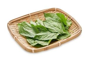 fresh indian tree basil leaves or Ocimum gratissimum in wood plate isolated on white background with clipping path. leaf, leaves, cutout photo