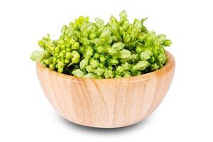 Cowslip creeper in wooden dish isolated on white background. green cowslip creeper in wooden dish isolated on white background. Cowslip Creeper Flower isolated on white background with clipping path photo