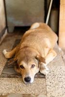 close up dark brown white dog siting down on ground floor photo