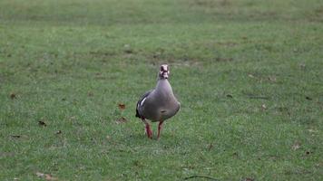 Egyptian goose walks on meadow in the park video