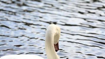 de cerca de hermosa blanco cisne nadar en el estanque video
