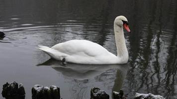 maestoso cigno nel tranquillo, calmo lago habitat video