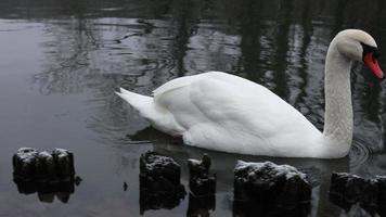elegante cisne desliza através tranquilo lago video