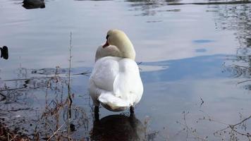 hermosa cisne aseo sus plumas y en pie en el agua video
