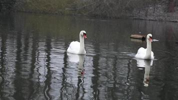 Two Mute Swans swimming on Lake video