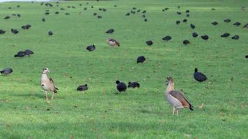 Egyptian geese and coots graze on the meadow video