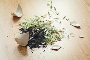 Ficus Benjamina has fallen on the floor, broken flowerpot, dirt and pieces of ceramic pot photo