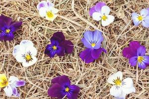 Pansies on the hay, view from above, romantic floral summer background photo