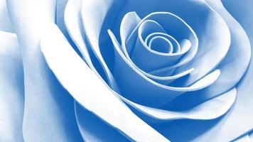 blue artificial rose close up photo