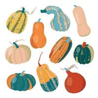 Vector set of various pumpkins on a white background.Autumn thanksgiving and halloween pumpkins collection