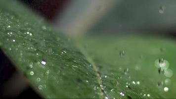 lento movimiento vídeo de agua gotas golpear un hoja video