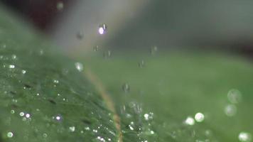 långsam rörelse video av vatten droppar slå en blad