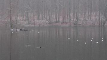 Ducks swimming in the calm waters of a lake during the heavy snowing with trees in the background video