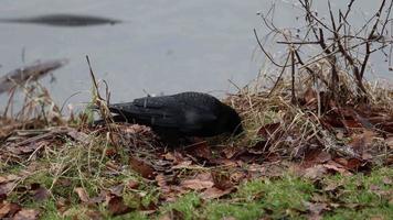 nero corvo corvo capensis ricerca per cibo su il bordo di un' lago durante il nevicata video