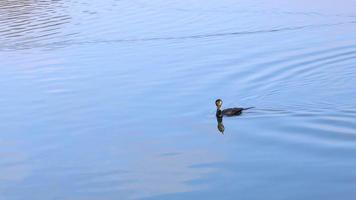 schön Kormorane Phalacrocoracidae Schwimmen im das Ruhe Blau See video