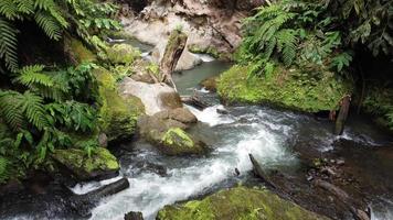 chiaro ruscello in esecuzione attraverso pietra massi. acqua chiaro ruscello fiume fluente nel il in profondità foresta. sao miguel, azzorre isole video