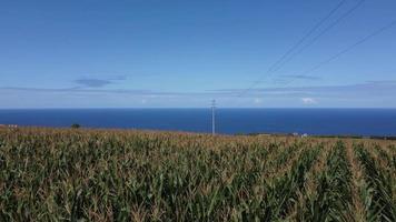 zangão baixo voar sobre milho campo em Açores ilhas video