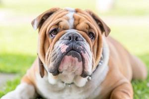 Cute English bulldog portrait photo