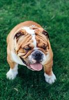 Cute English bulldog photo