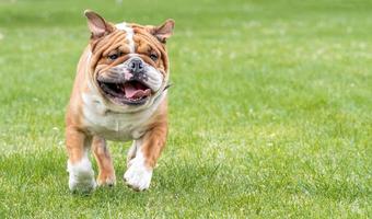 Running English bulldog photo