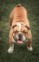 English bulldog posing photo