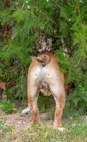 English bulldog in the bush photo