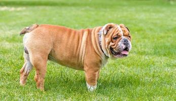 English bulldog outdoor photo