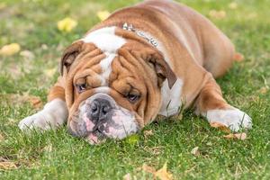 Bored English bulldog photo