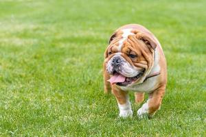 English bulldog outdoor photo