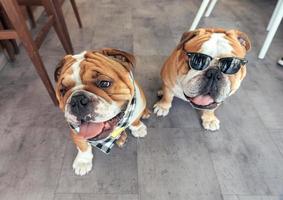 Cute English bulldogs photo