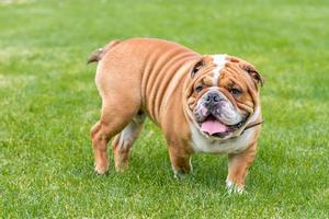 Cute English bulldog photo