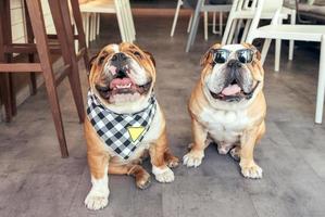 Two cool English bulldogs photo