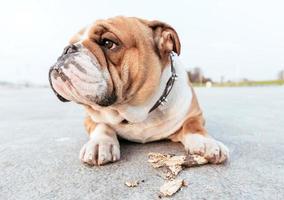 English bulldog with the stick photo