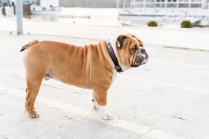 Big male of English bulldog photo