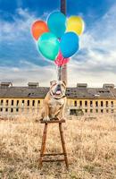 English bulldog with balloons photo