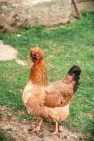 Chicken with funny hair photo