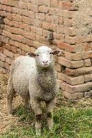 Portrait of sheep photo