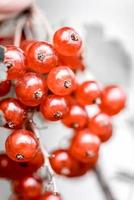 Red currants close up photo
