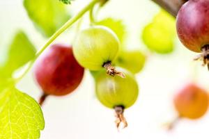 Close up to gooseberry photo