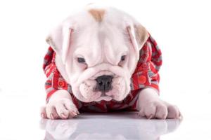 Baby English bulldog photo