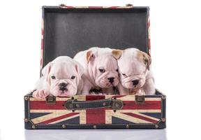 Cute English bulldog puppies photo