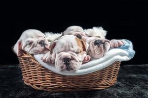 Sleeping English bulldog puppies photo