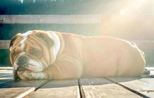 Sleepy English bulldog photo