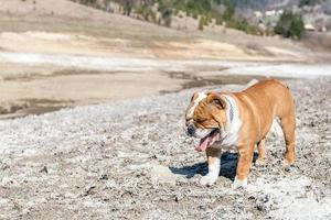 Sleepy English bulldog photo