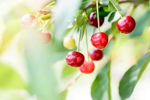 cerezas rojas jugosas foto