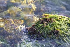 cerca ver de mar rocas con mar musgo. día ver foto